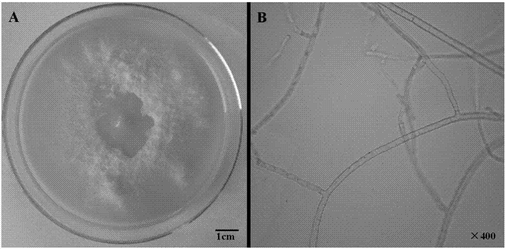 Fungus for promoting symbiotic germination of paphiopedilum hirsutissimum seed and application thereof