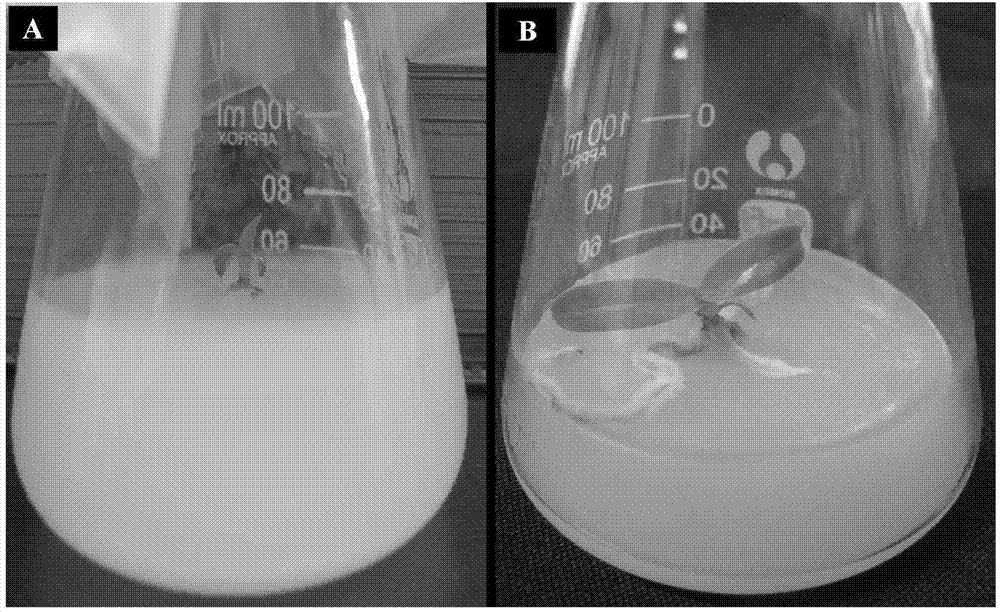 Fungus for promoting symbiotic germination of paphiopedilum hirsutissimum seed and application thereof