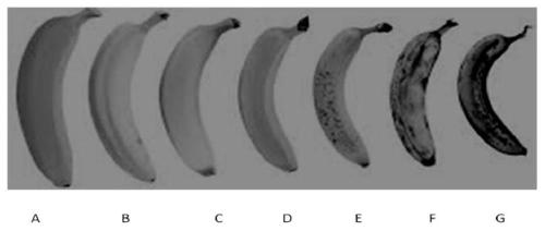 Method for brewing sweet banana fruit wine with obvious banana flavor characteristics and low alcohol content