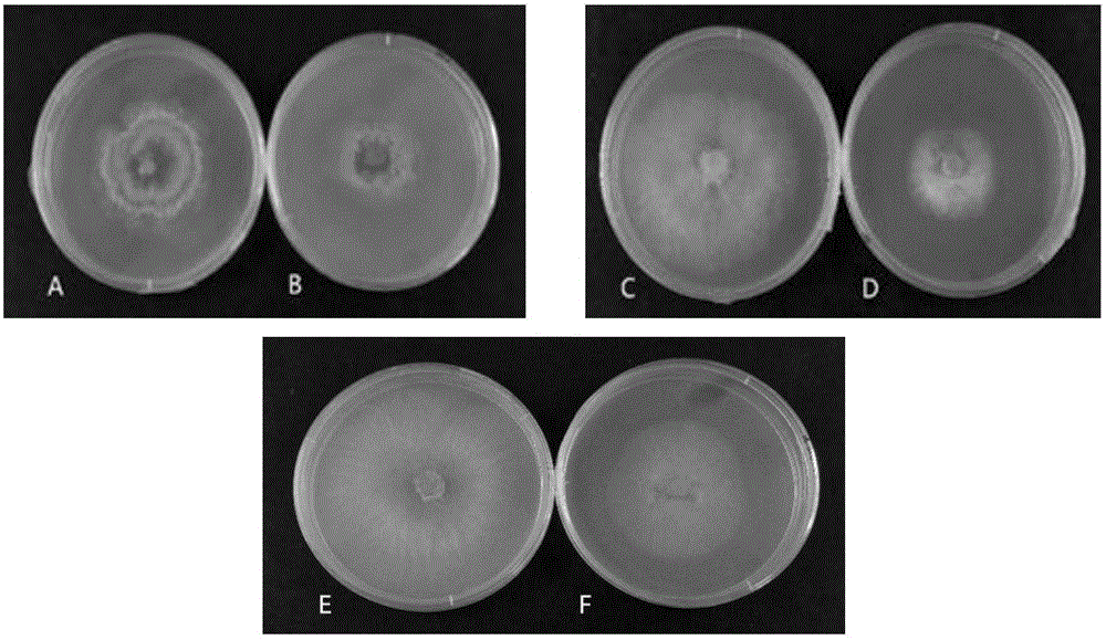 Preparation and application of bacillus altitudinis bacterial agent