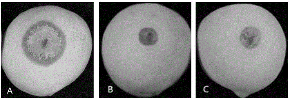 Preparation and application of bacillus altitudinis bacterial agent