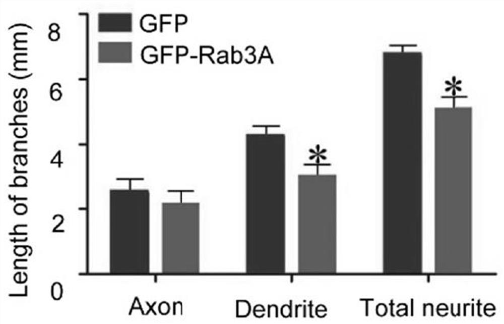 A kind of pharmaceutical composition for treating spinal cord injury and repairing and application thereof