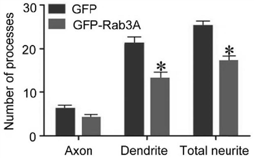 A kind of pharmaceutical composition for treating spinal cord injury and repairing and application thereof