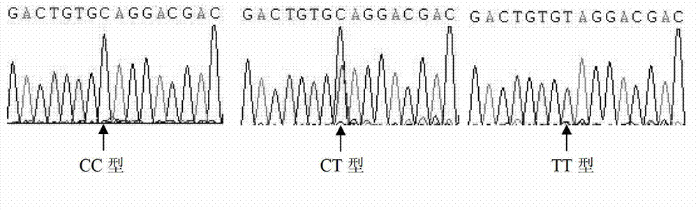 Fishy taste susceptible gene of quail egg and application of fishy taste susceptible gene as molecular marker