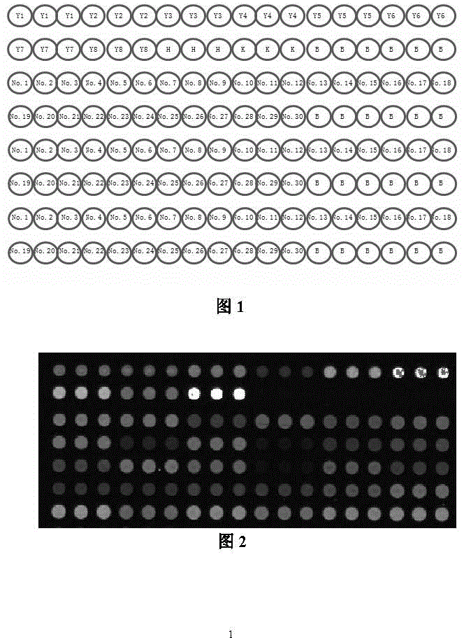 Echinococcus granulosus developmental-stage secretory protein expression gene chip