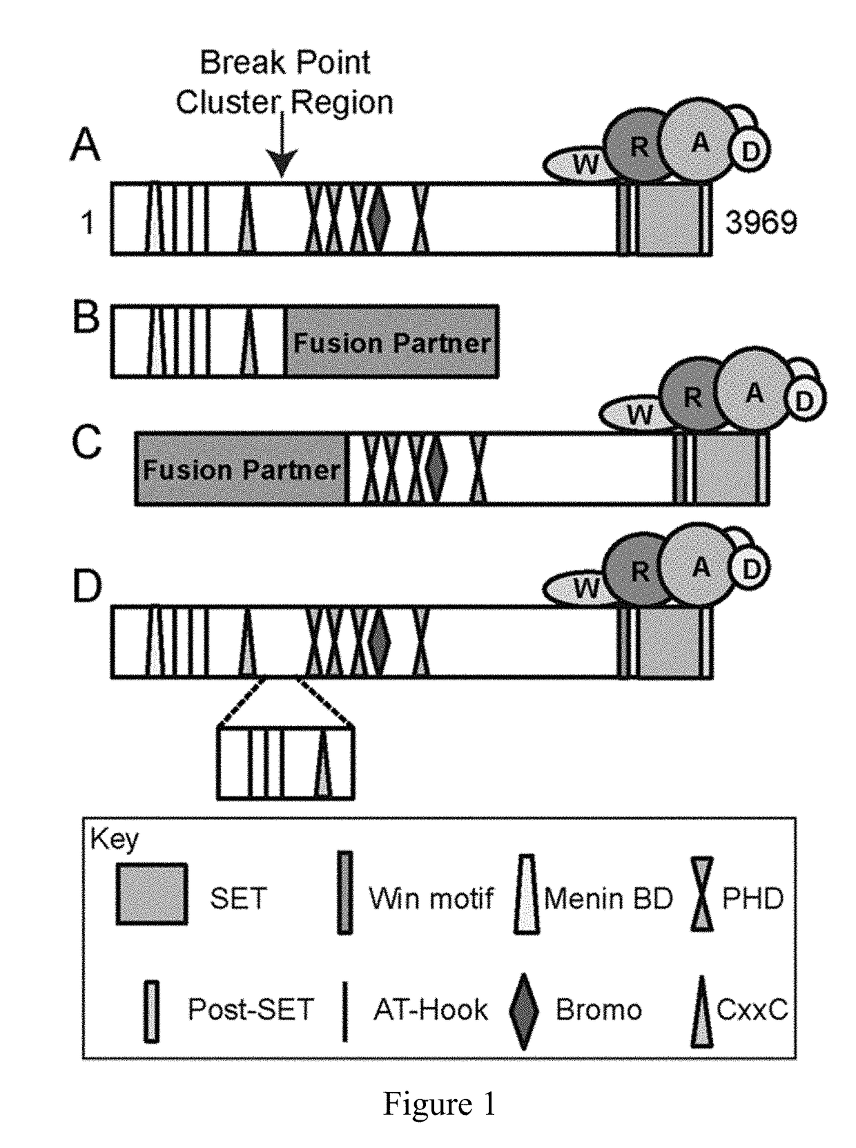 Peptide-based inhibitors of mll/set1 family core complexes