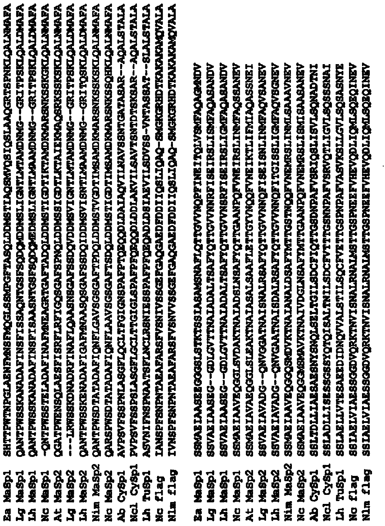 Engineered spider silk proteins and uses thereof