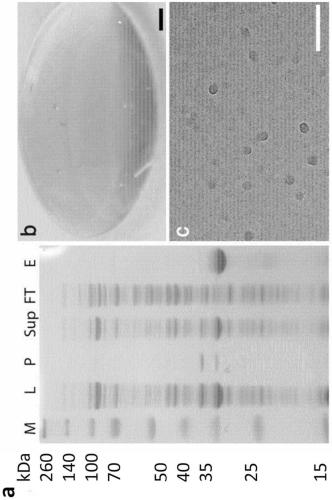 Engineered spider silk proteins and uses thereof