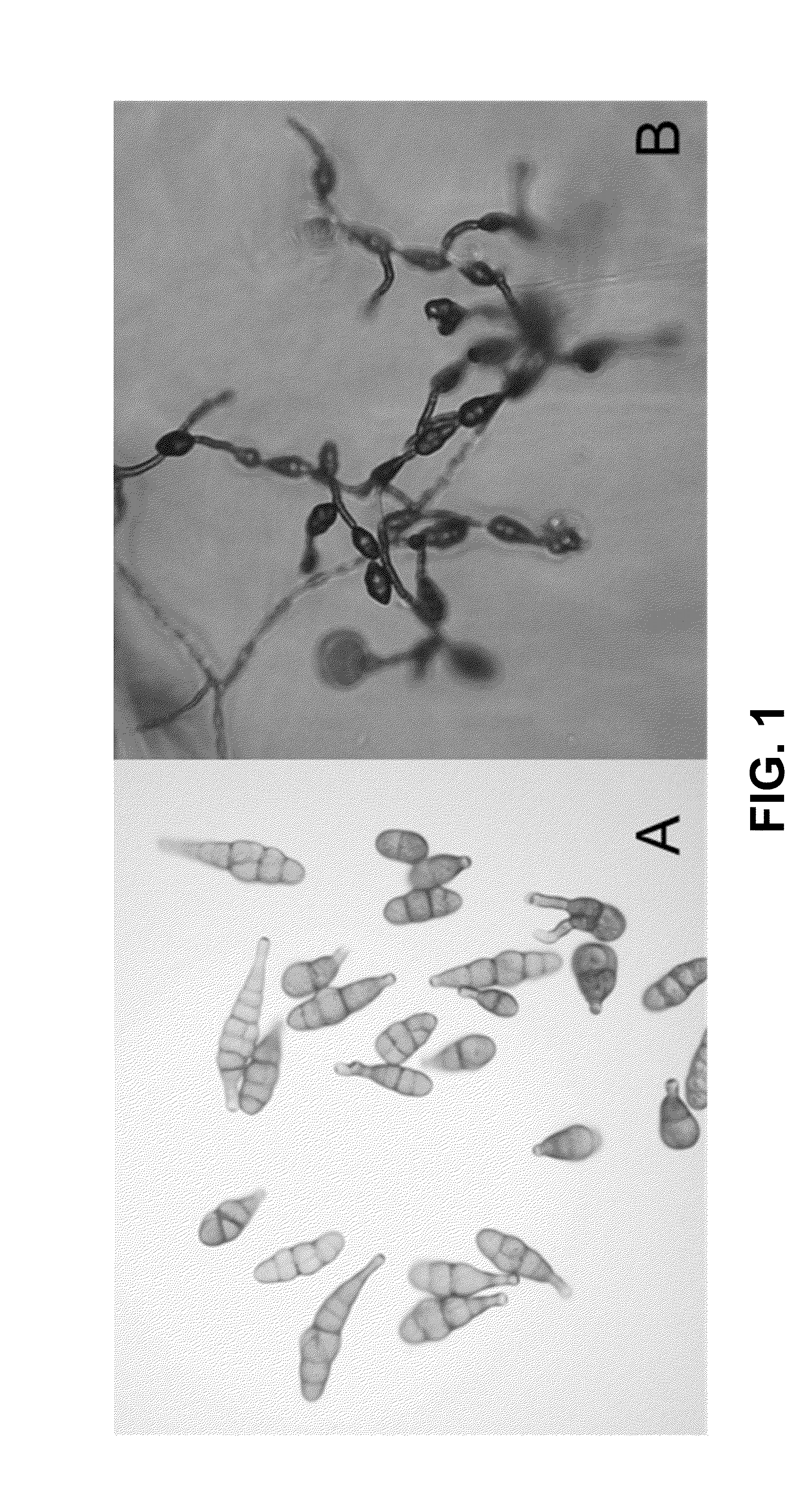 Antimicrobial and Anti-inflammatory activity of switchgrass-derived extractives