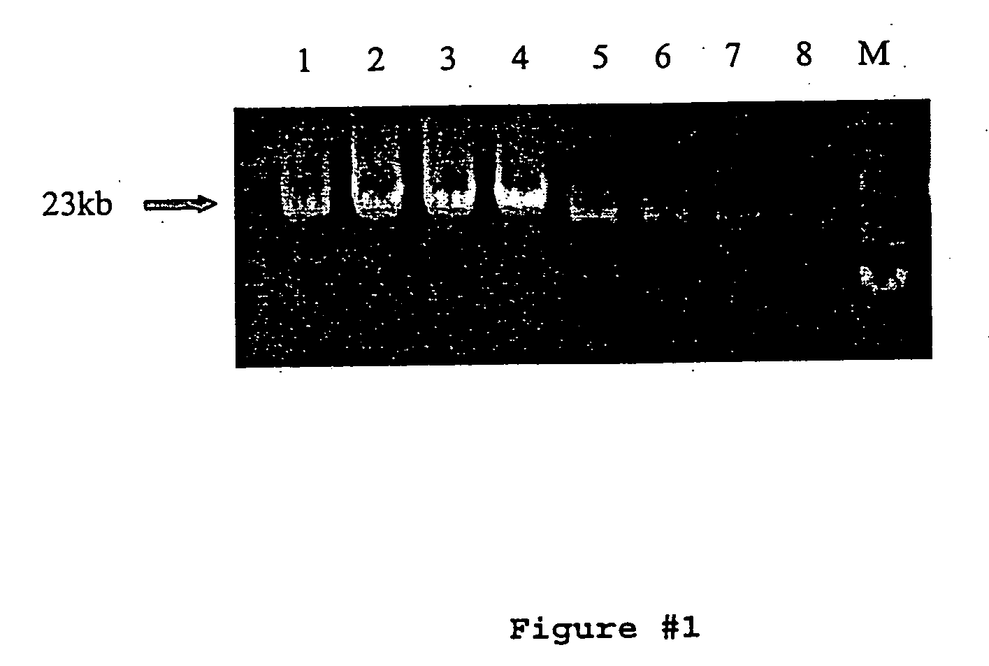 Compositions for DNA amplification, synthesis, and mutagenesis