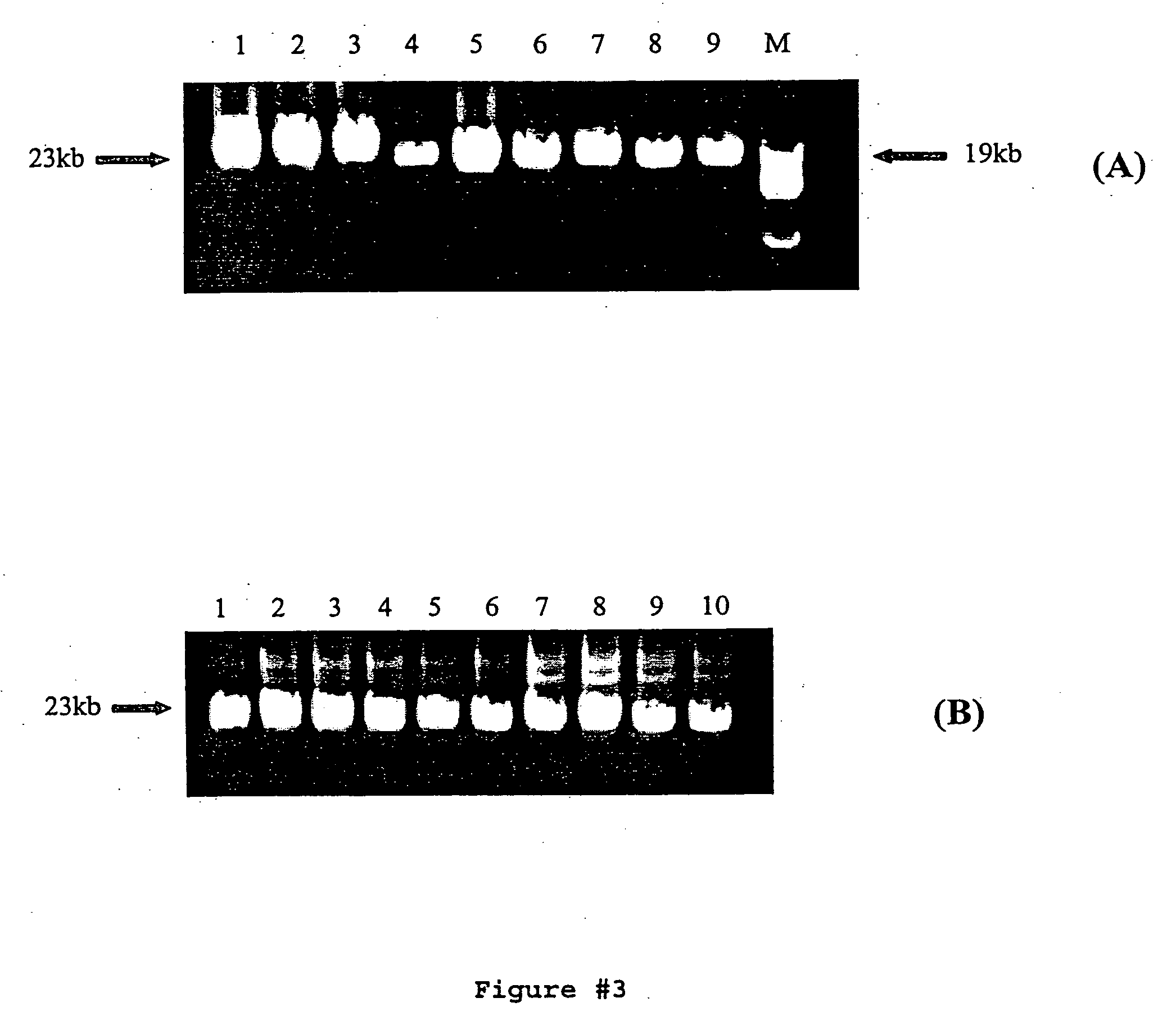 Compositions for DNA amplification, synthesis, and mutagenesis