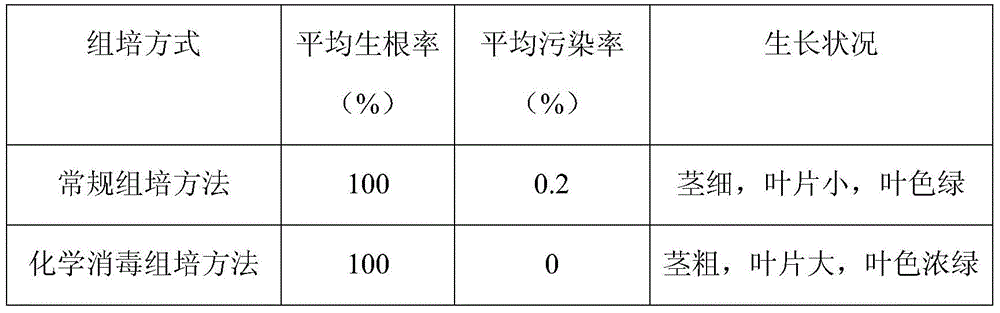 A kind of sweet potato chemical disinfection tissue culture method