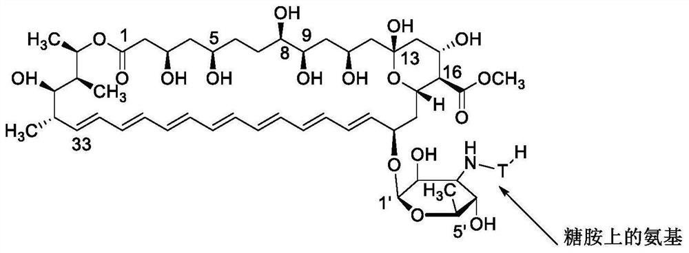 Amphotericin B methyl ester peptide derivative and preparation method thereof