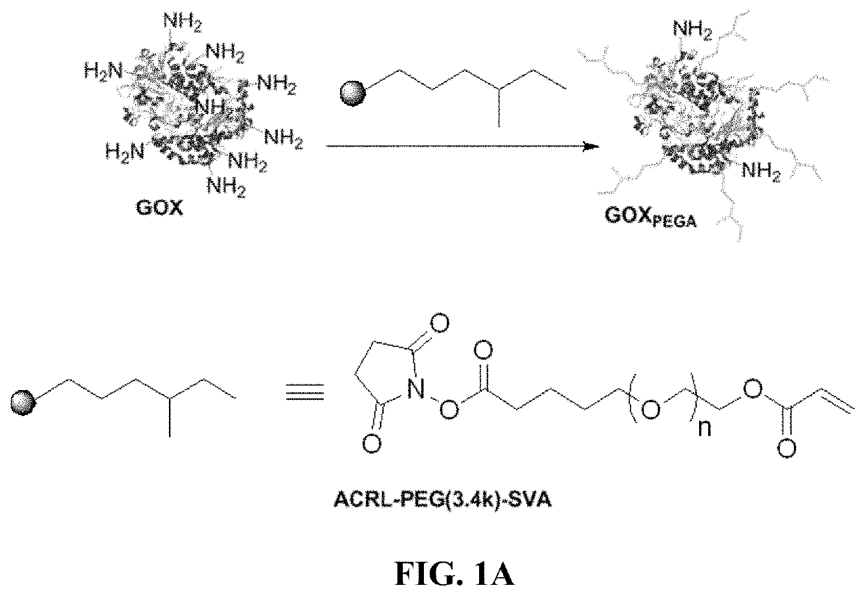 Stabilization of enzyme-immobilized hydrogels for extended hypoxic cell culture