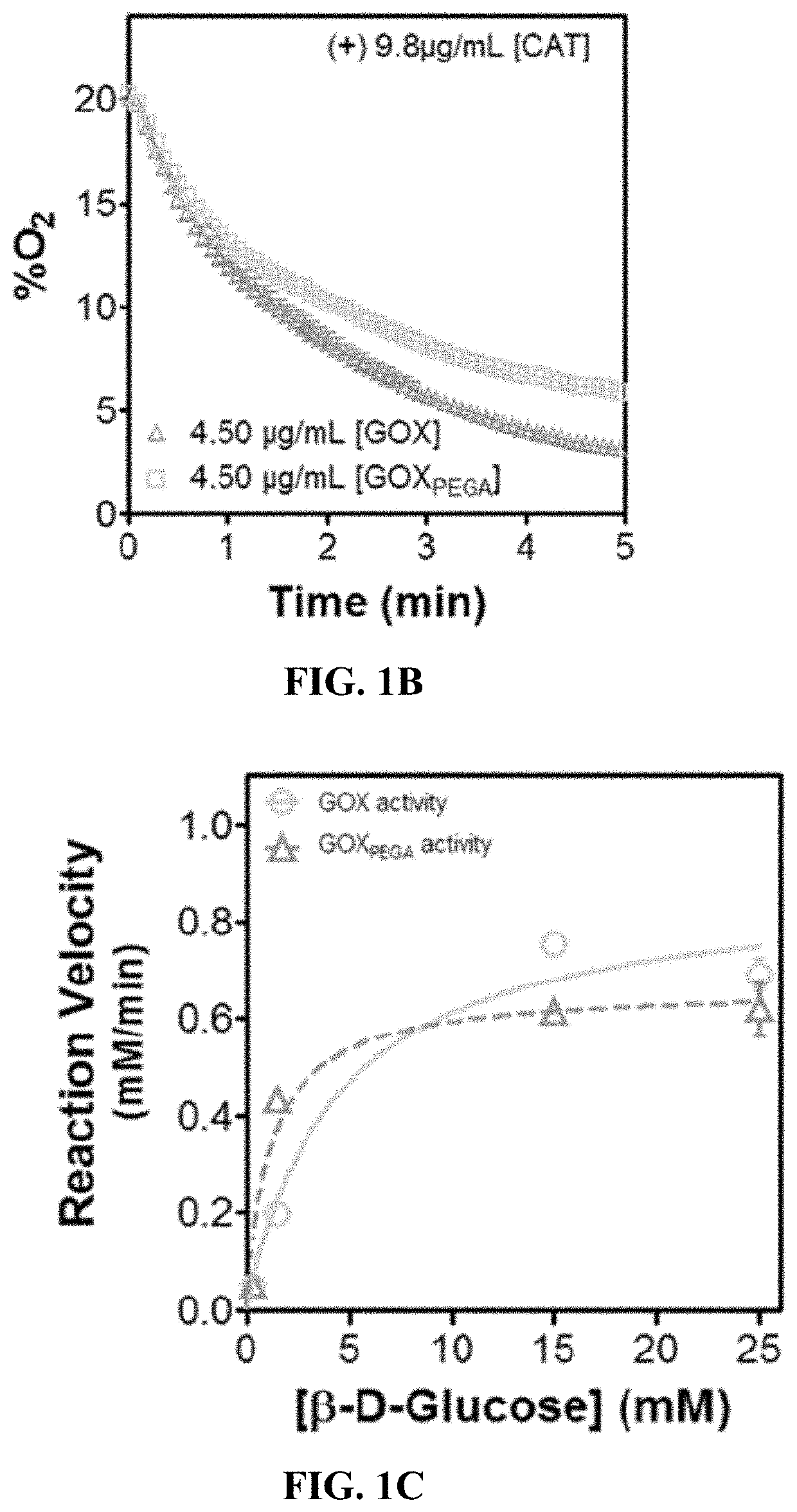 Stabilization of enzyme-immobilized hydrogels for extended hypoxic cell culture