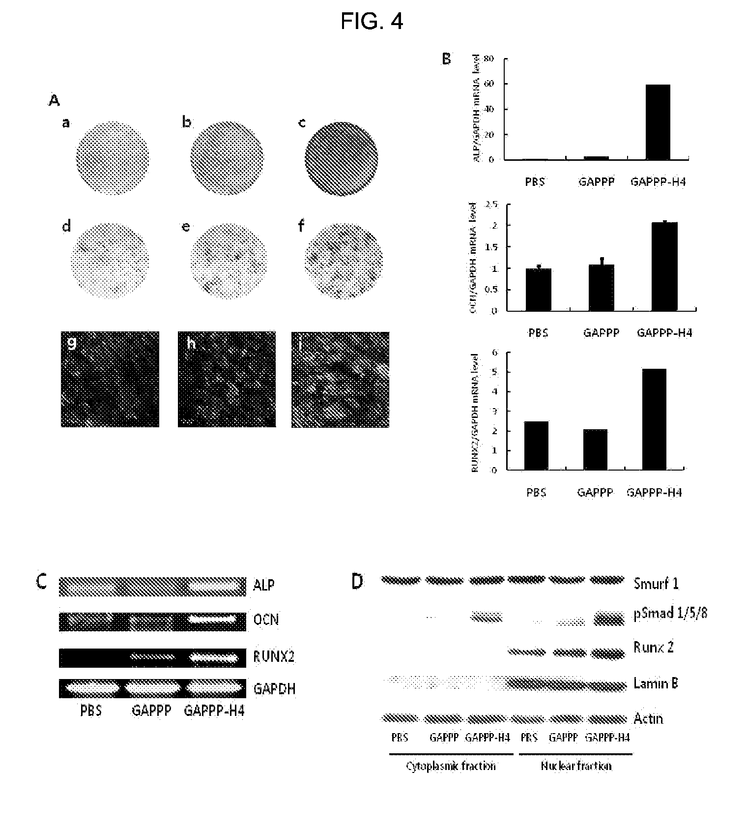 Human-derived cell-permeable peptide bioactive peptide conjugate, and use thereof