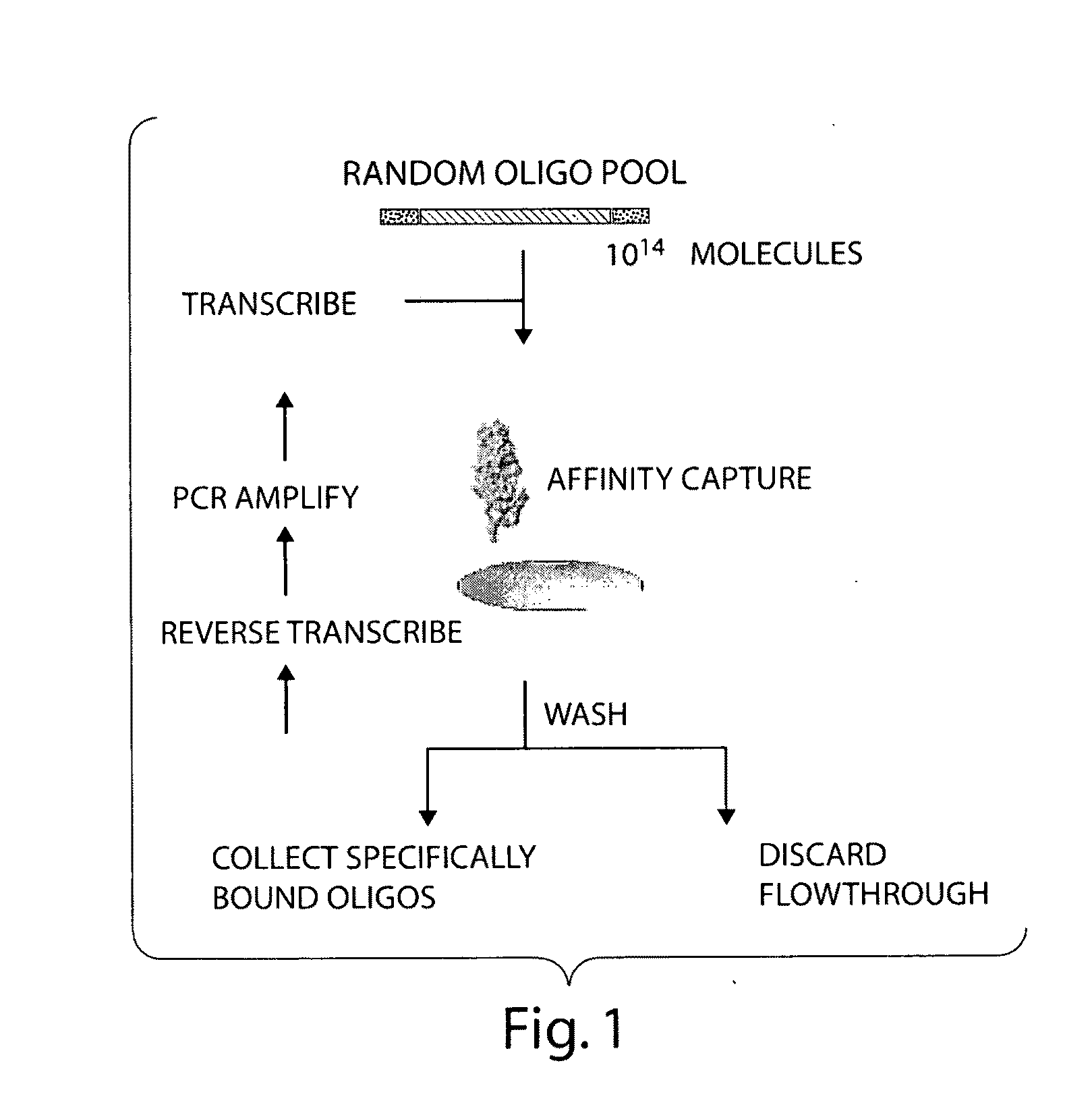 Materials and methods for the generation of transcripts comprising modified nucleotides