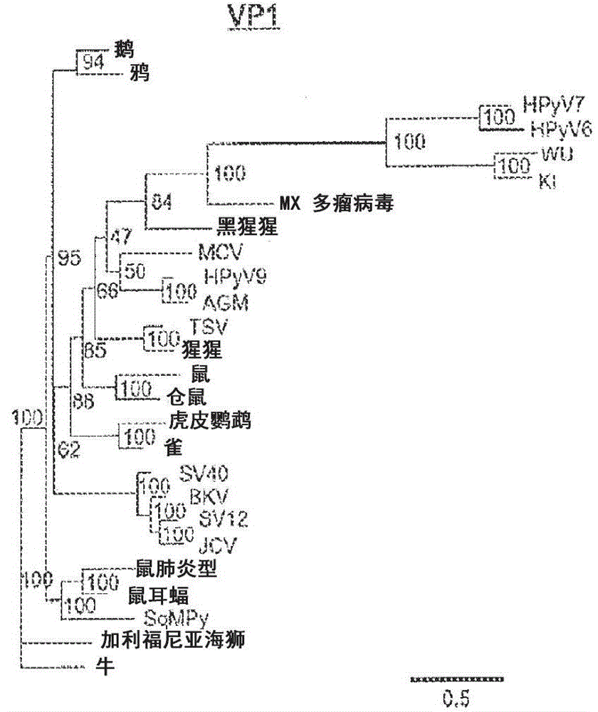 A novel polymavirus associated with diarrhea in children