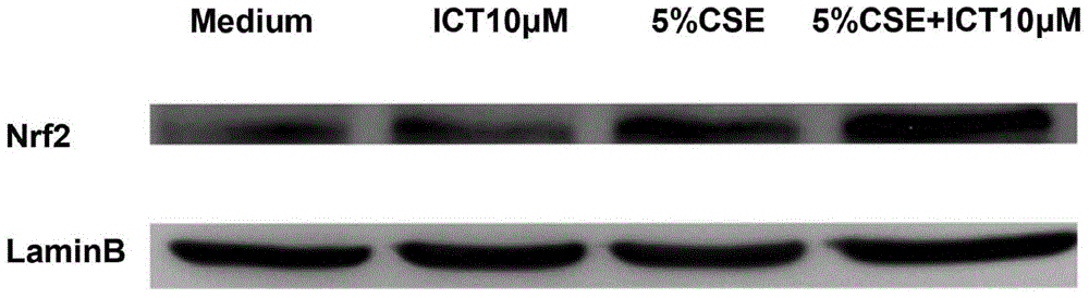 Application of icaritin in preparation of Nrf2 agonist