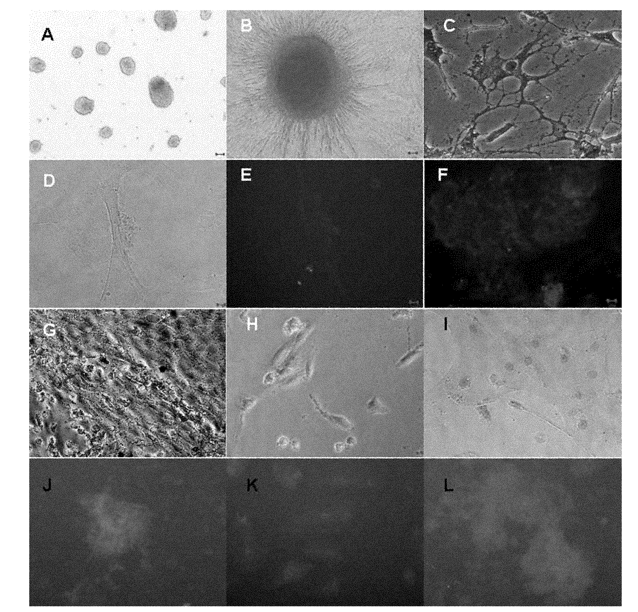 In-vitro separation and preparation method of male germline stem cells of goat