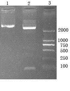 Neutral phytase transgenic recombinant lactobacillus and product and application thereof