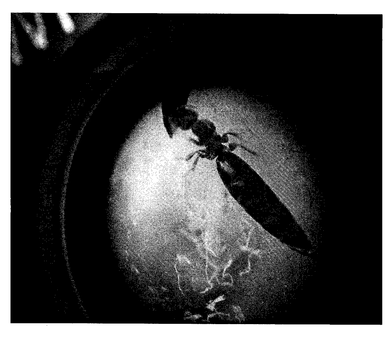 Method for scleroderma guani with aspergillus flavus preventing larvas of melanophila decastigma fabricius