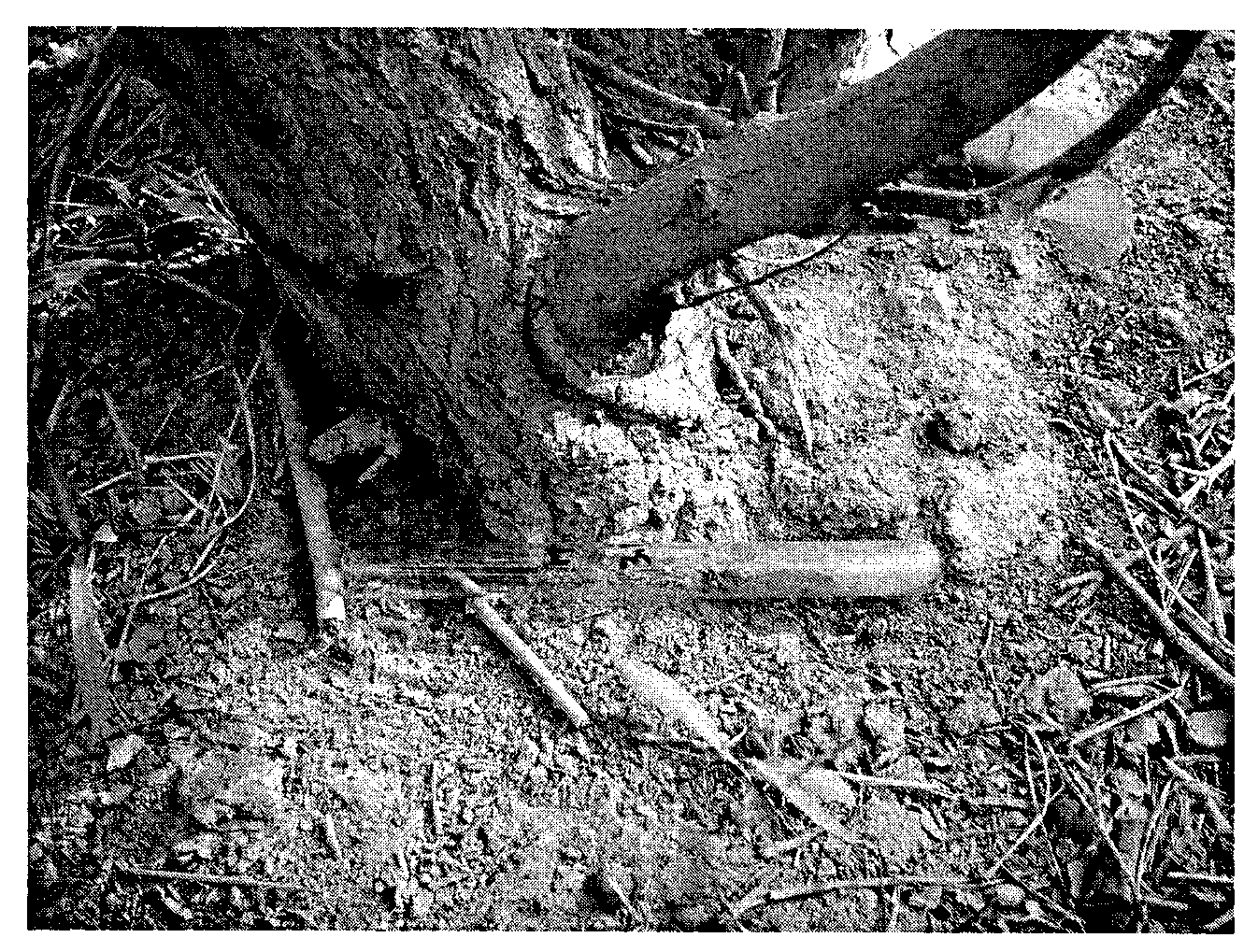 Method for scleroderma guani with aspergillus flavus preventing larvas of melanophila decastigma fabricius