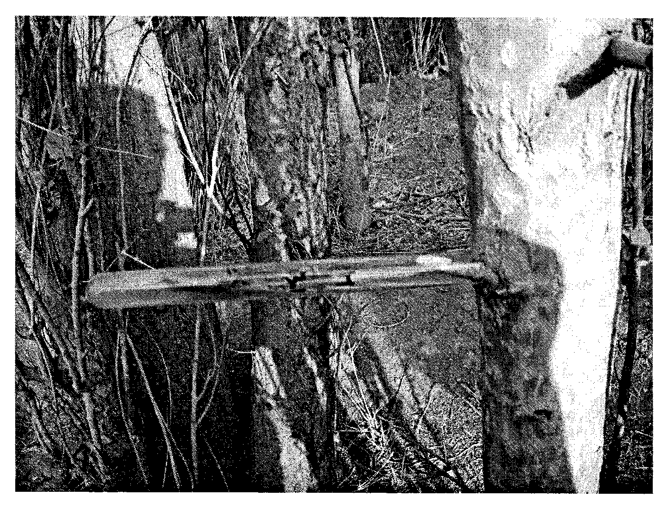 Method for scleroderma guani with aspergillus flavus preventing larvas of melanophila decastigma fabricius