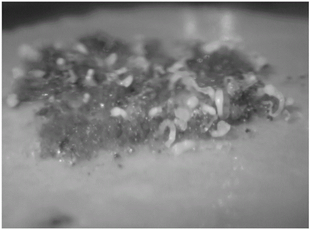 Method for breeding pinus massoniana good group asexual tissue culture seedlings