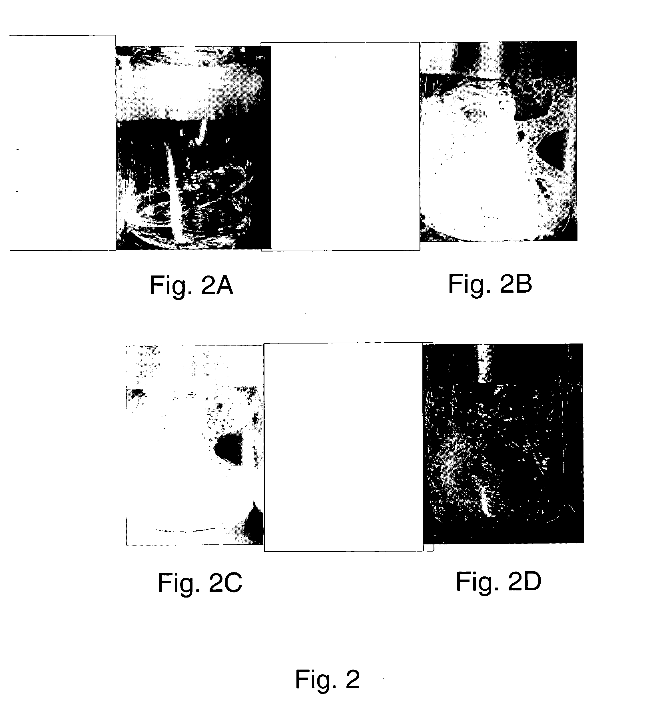 Preservation of bioactive materials by freeze dried foam