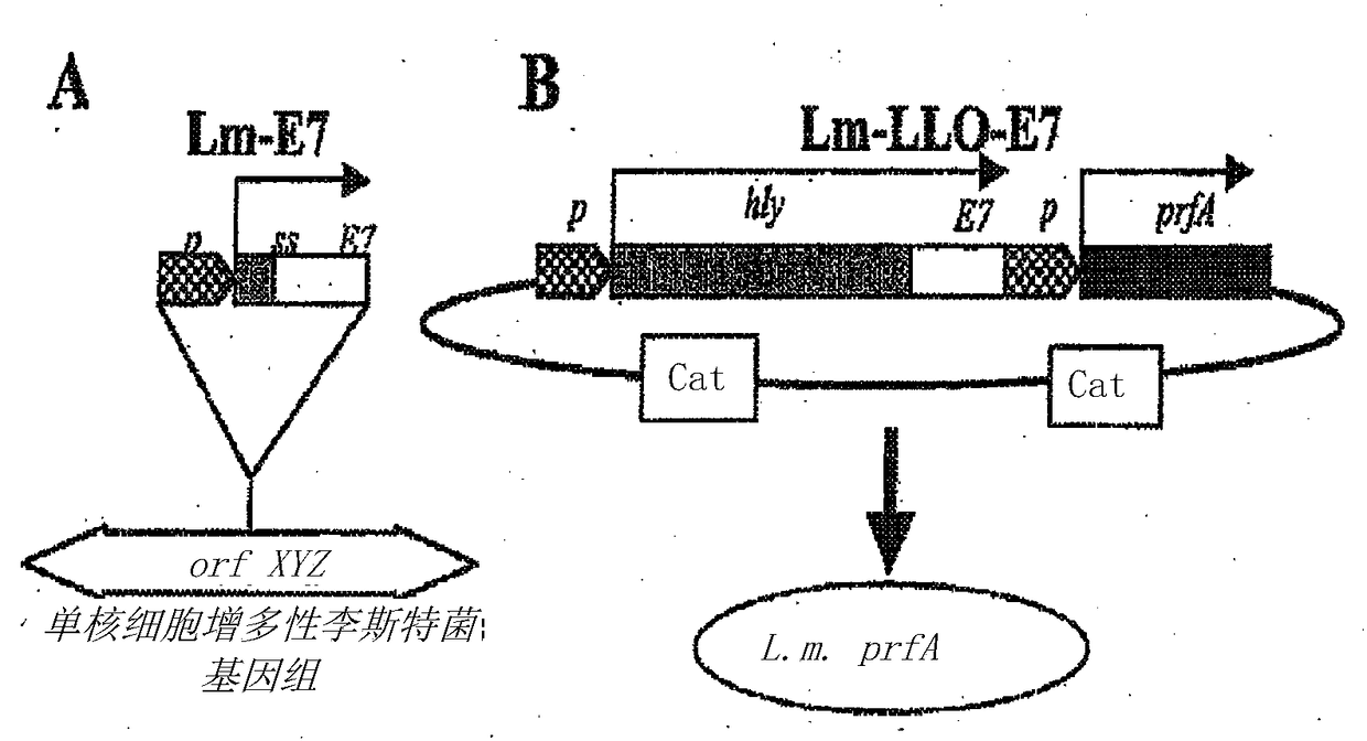 Recombinant listeria vaccine strains and methods of using the same in cancer immunotherapy