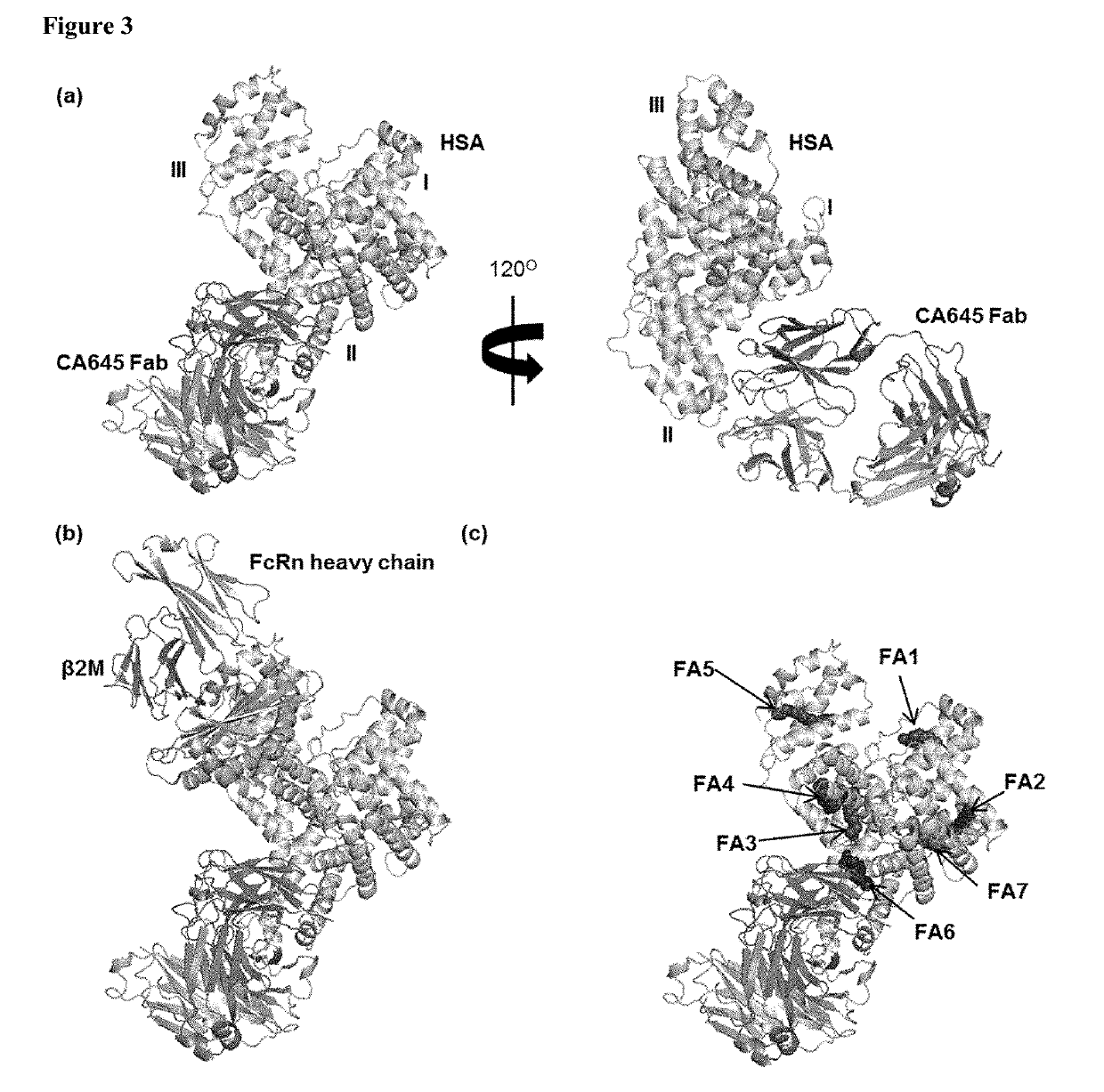 Affinity engineered serum protein carrier binding domain