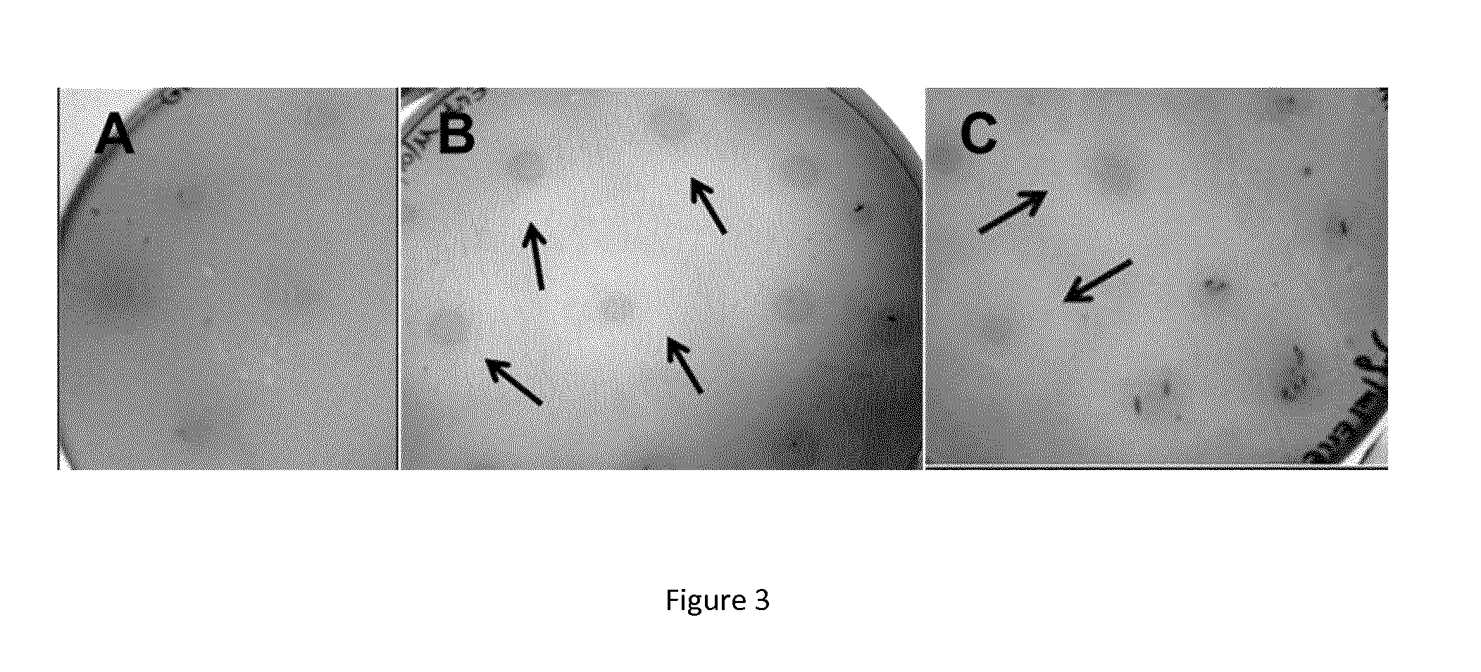 Recombinant cellulosome complex and uses thereof