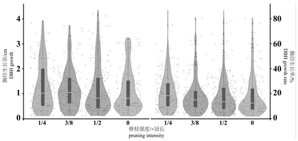 Castanopsis hystrix afforestation pruning method