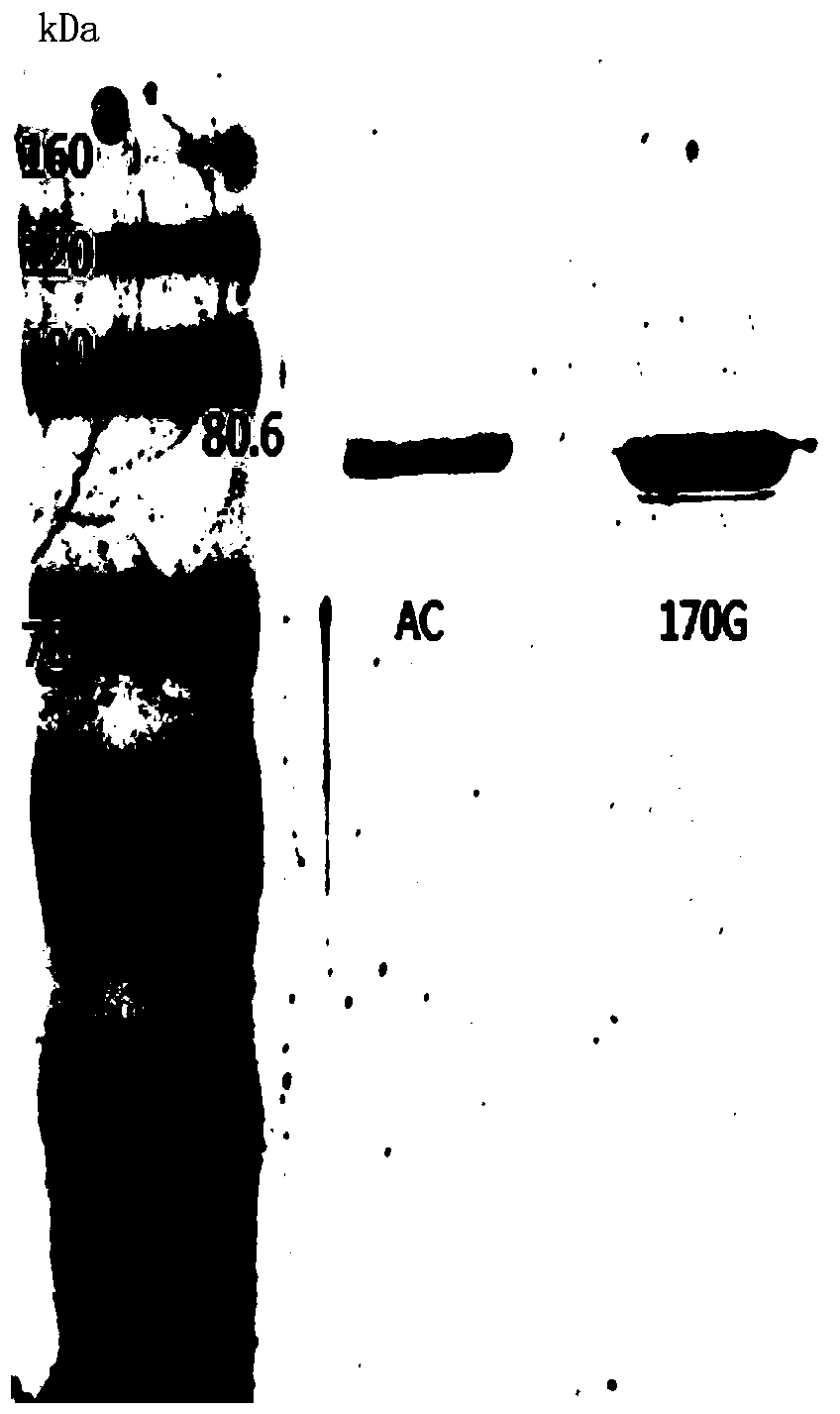 Chondroitinase AC mutant, encoding gene, vector, engineering bacterium and preparation method of chondroitinase AC mutant