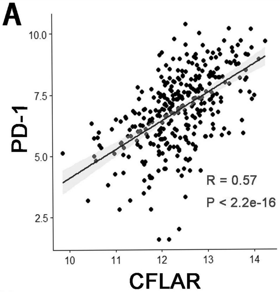 Application of CFLAR as diagnostic marker in construction of lung squamous cell carcinoma prognosis prediction model