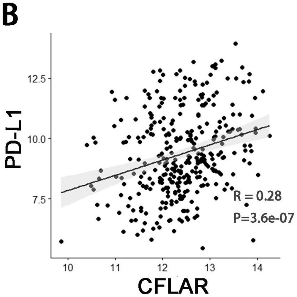 Application of CFLAR as diagnostic marker in construction of lung squamous cell carcinoma prognosis prediction model