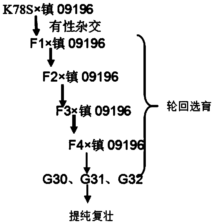 A kind of wheat temperature and photosensitive male sterile line transfer method