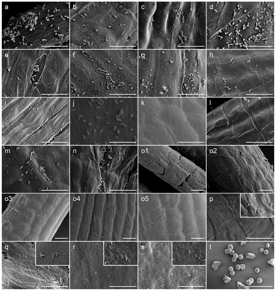 Method for efficiently removing epibiotic microorganisms on surfaces of large seaweed