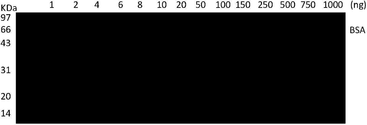 Coomassie brilliant blue staining method, related fixative and related staining agent