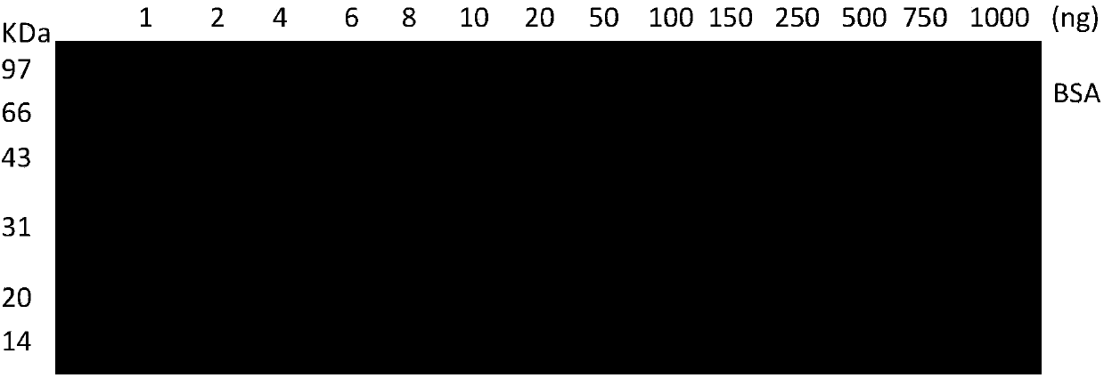 Coomassie brilliant blue staining method, related fixative and related staining agent