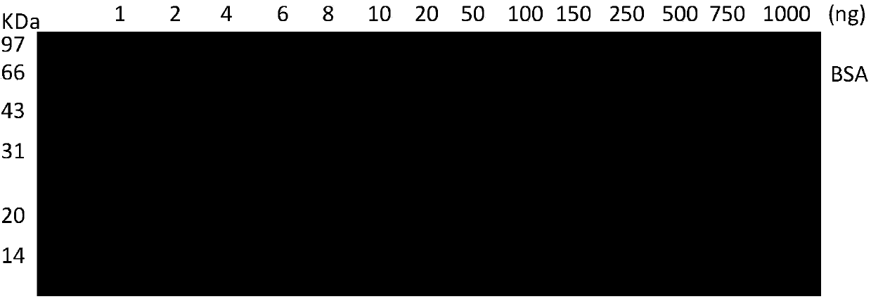 Coomassie brilliant blue staining method, related fixative and related staining agent