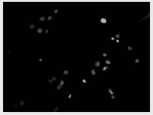 Method for maturation and amplification of hepatocyte-like cells