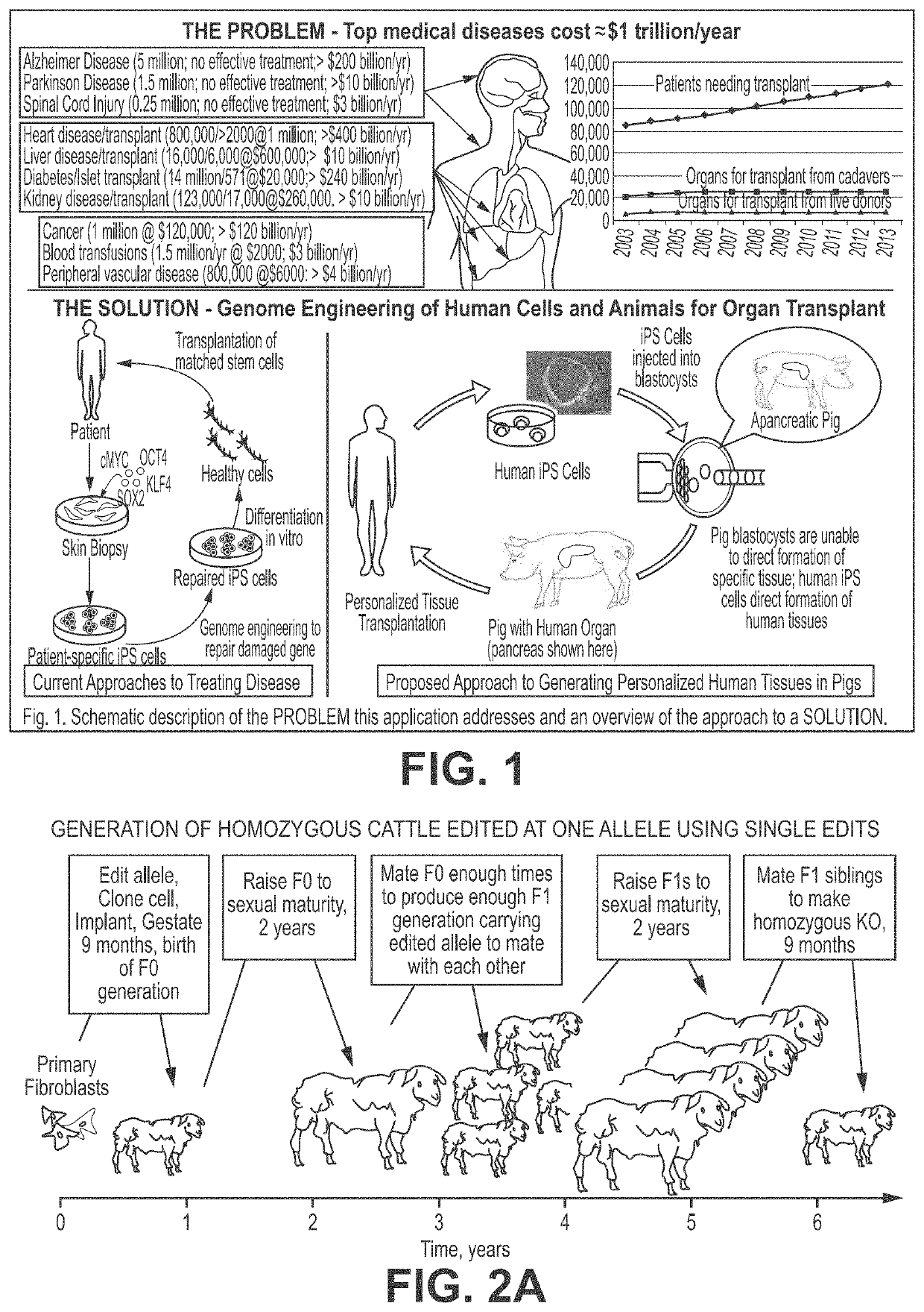 Engineering of humanized car t-cell and platelets by genetic complementation