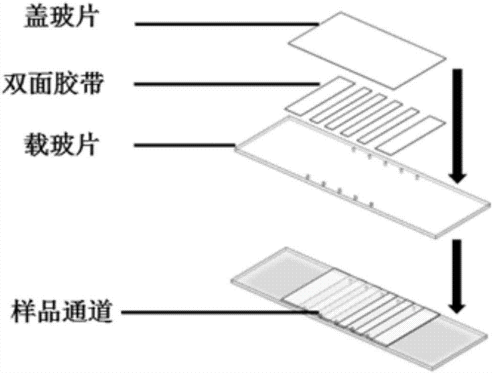 Method for detecting single biological marker by using total internal reflection fluorescent microscope