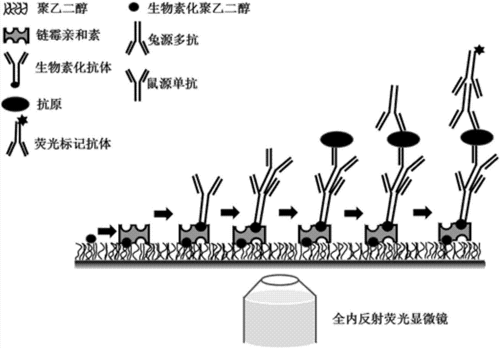 Method for detecting single biological marker by using total internal reflection fluorescent microscope