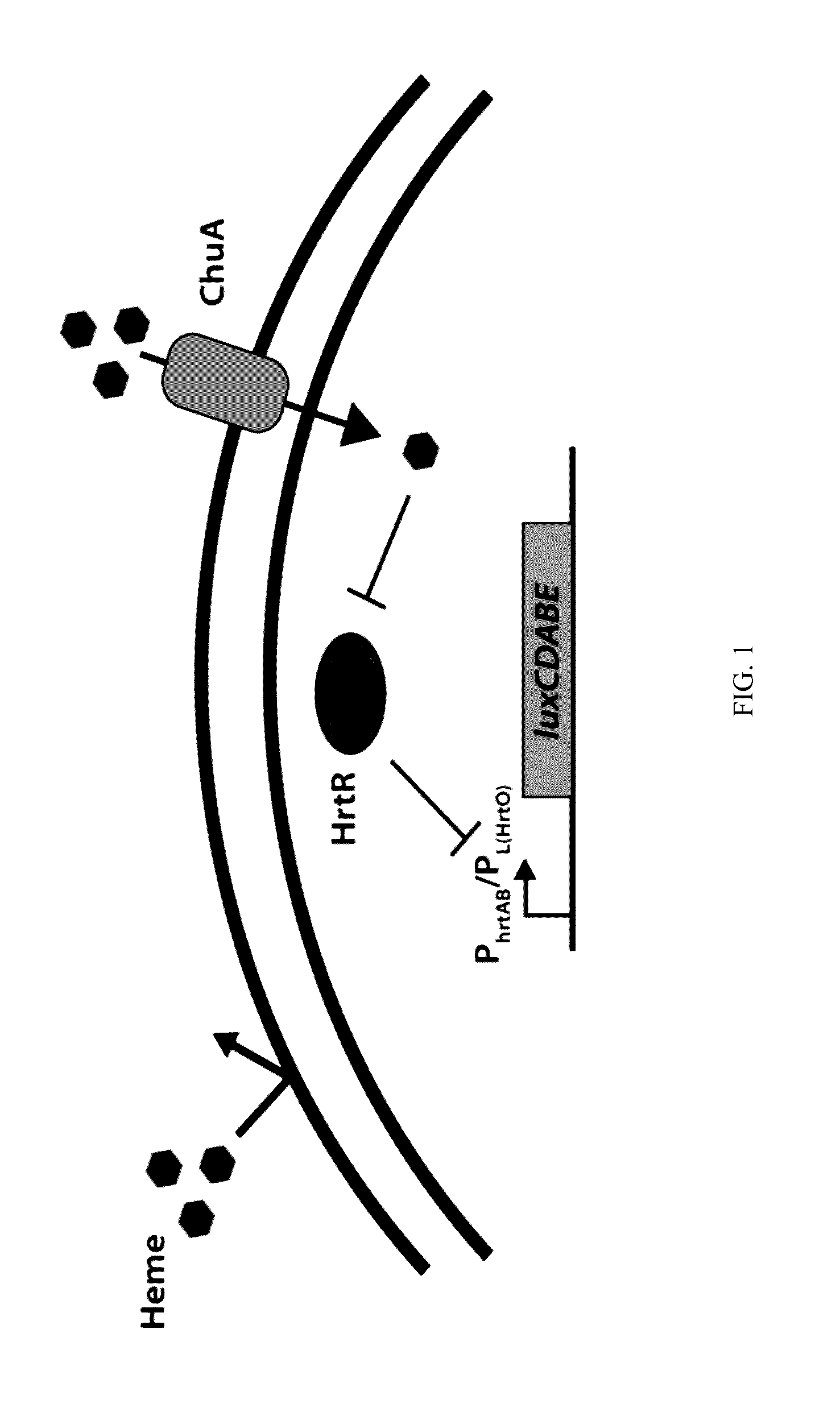 Genetically engineered sensors for in vivo detection of bleeding