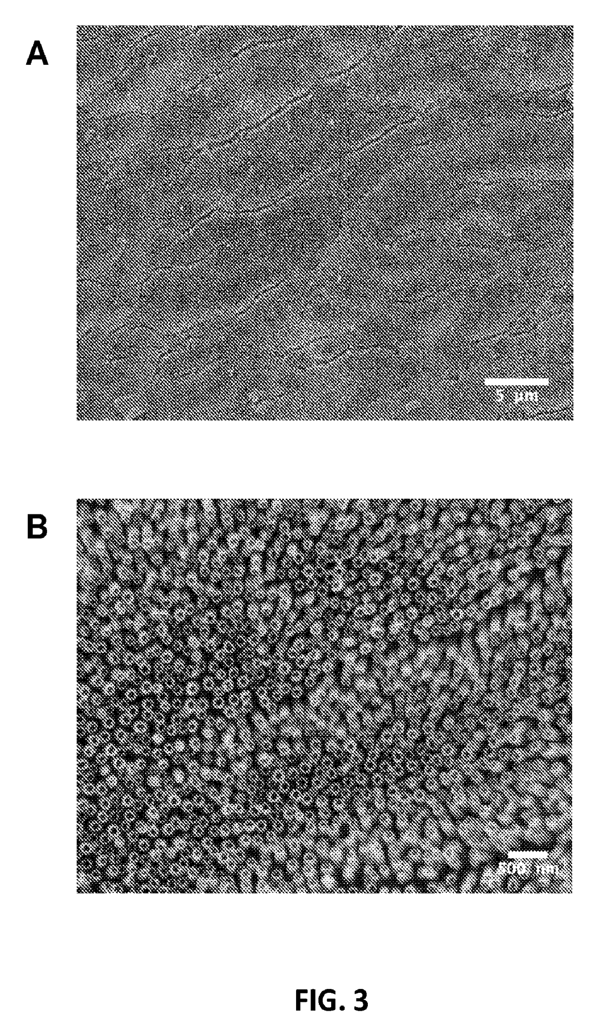 Nickel Titanium Oxide Coated Articles