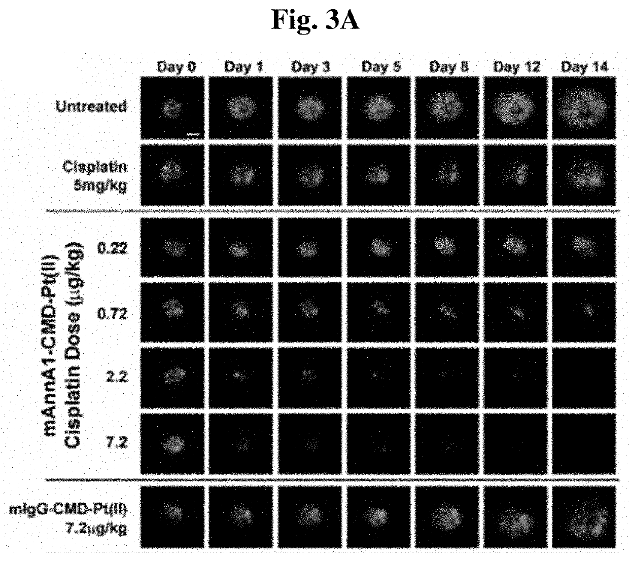 Enhanced targeted delivery of therapeutic agents