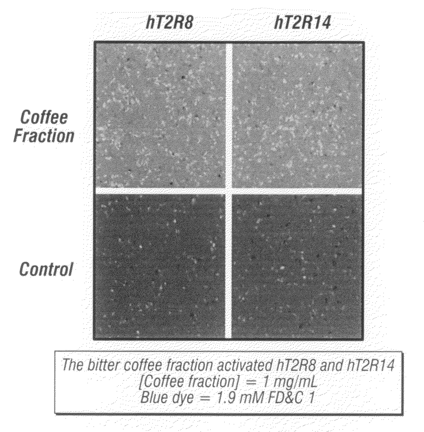 Identification of human T2R receptors that respond to bitter compounds that elicit the bitter taste in compositions, and the use thereof in assays to identify compounds that inhibit (block) bitter taste in composition and use thereof